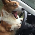 y461347483的头像-钟袅科技网